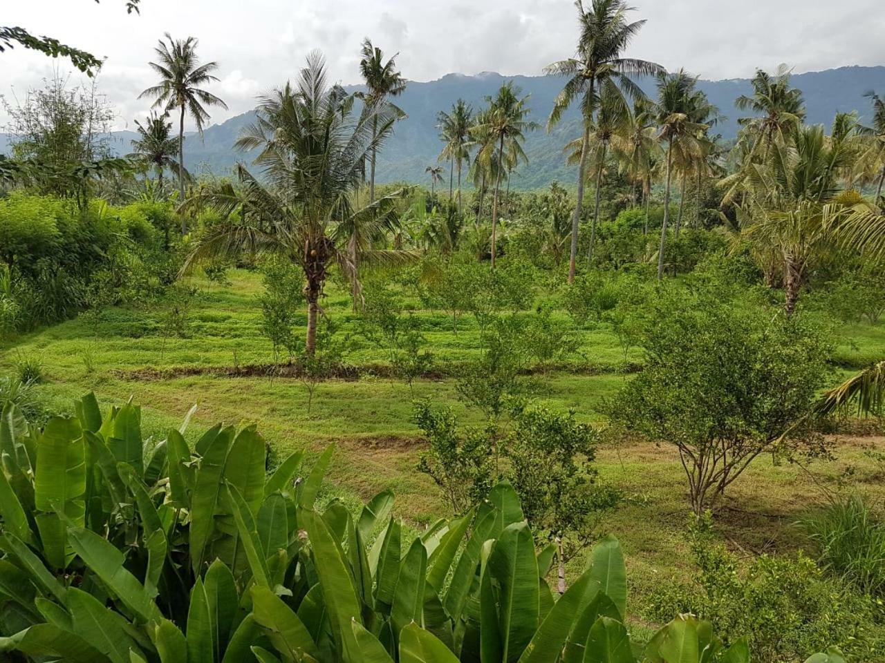 Buana Ecofarm Ecolodge Grokgak Luaran gambar